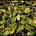 Salix caprea -Saule Marsault