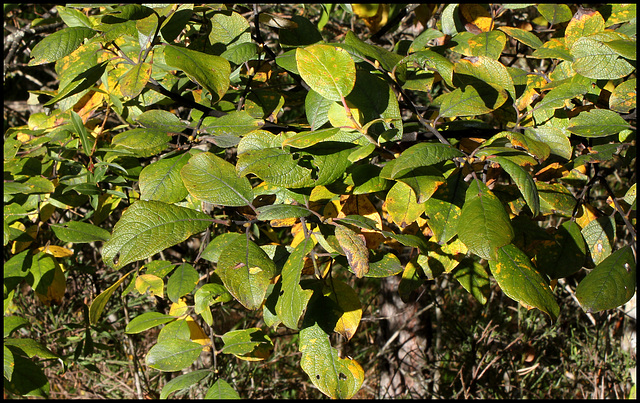 Salix caprea -Saule Marsault  (6)