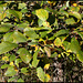 Salix caprea -Saule Marsault  (6)