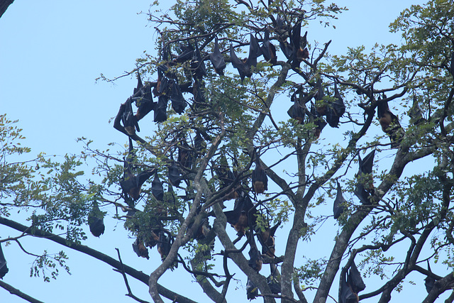 Flying Fox roost