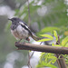 Magpie Robin