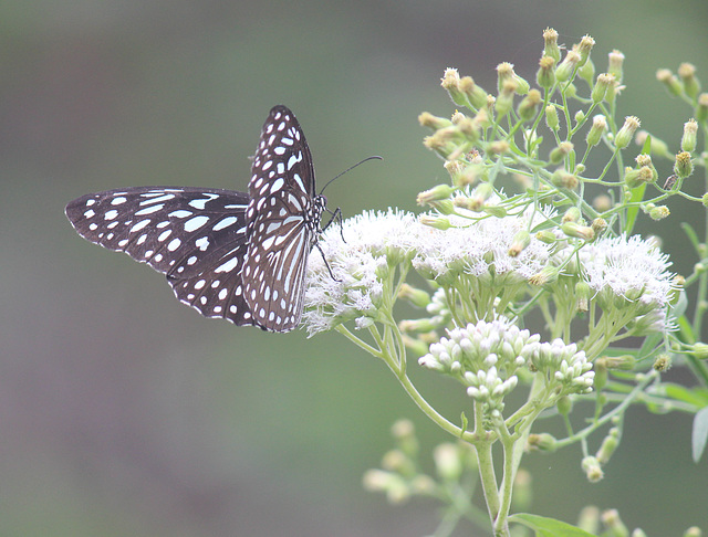 Common Mime buttrfly