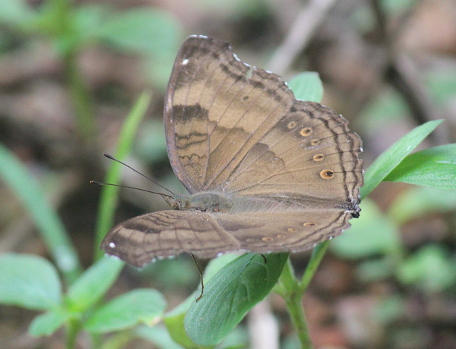 Castor Butterfly