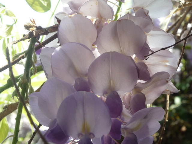 Flores de la pluma transparentes