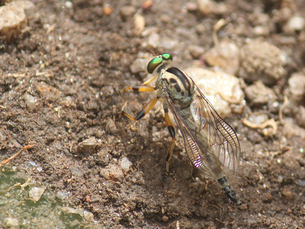 Robberfly