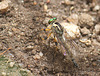 Robberfly