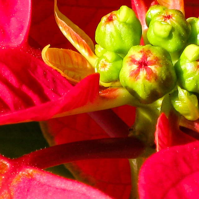 Poinsettia. Caracas