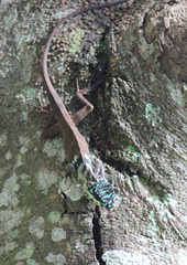 Showy male lizard