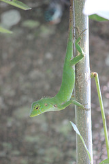 Pretty female lizard