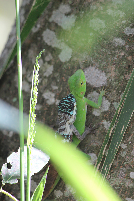 Mating lizards