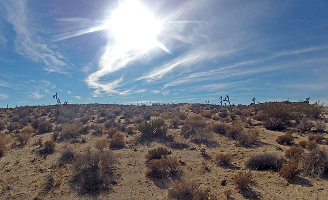 Near Jumbo Rocks (143223)