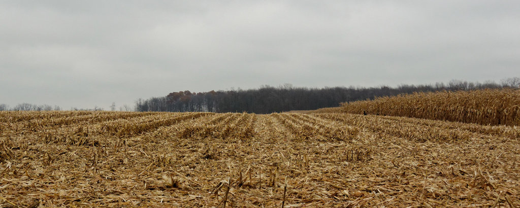 Stubble, Dow Road