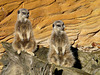 Meerkats Looking Left