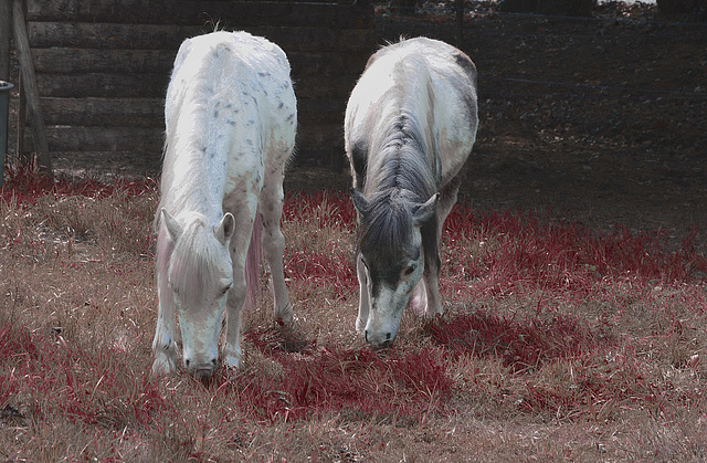 L'herbe rouge