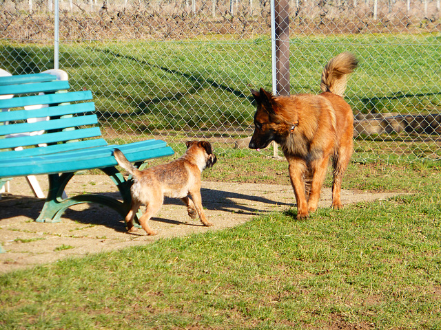 au club d'agility