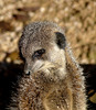 Meerkat Portrait