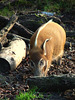 Red River Hog