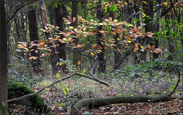 Ambiance sous-bois Ambiance sous-bois