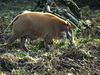 Red River Hog