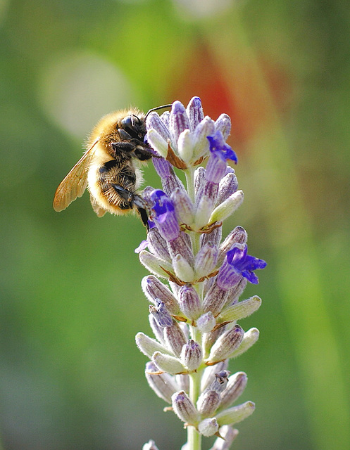 Fleißige Biene am Lavendel. ©UdoSm