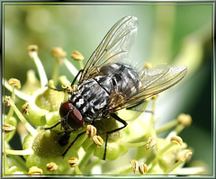 Fliege auf reifer Efeufrucht. ©UdoSm