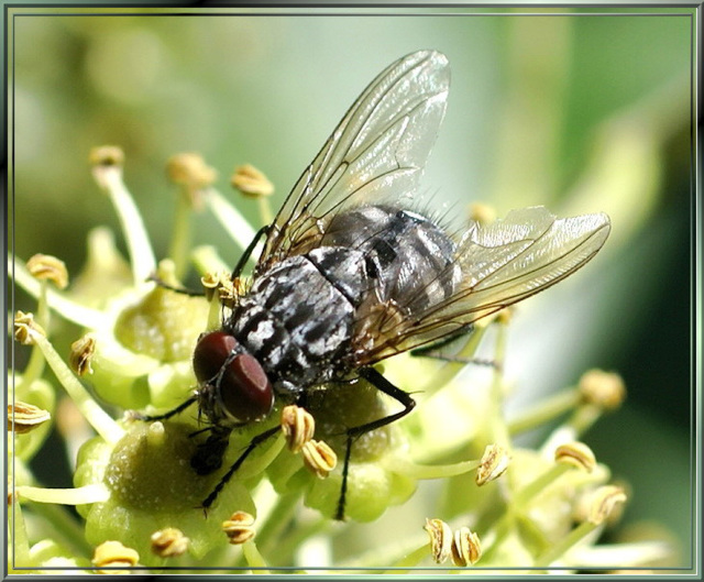 Fliege auf reifer Efeufrucht. ©UdoSm