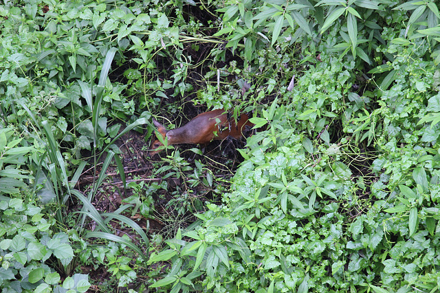 Barking Deer (Muntjac)