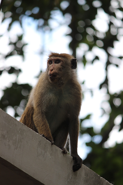 Macaque