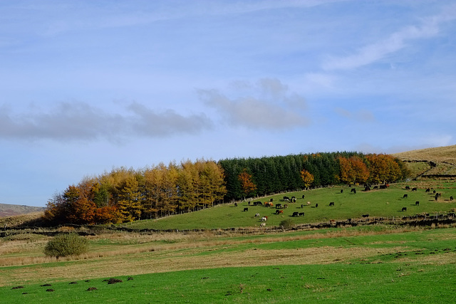 Cattle at Peak Naze