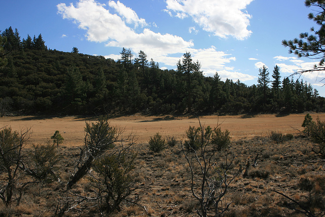 Dry Pond