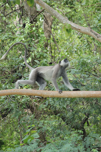 Grey Langur