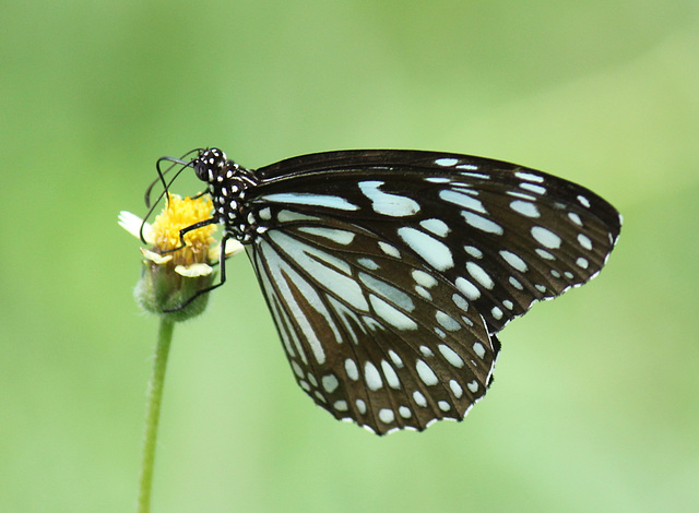 Glassy Tiger butterfly