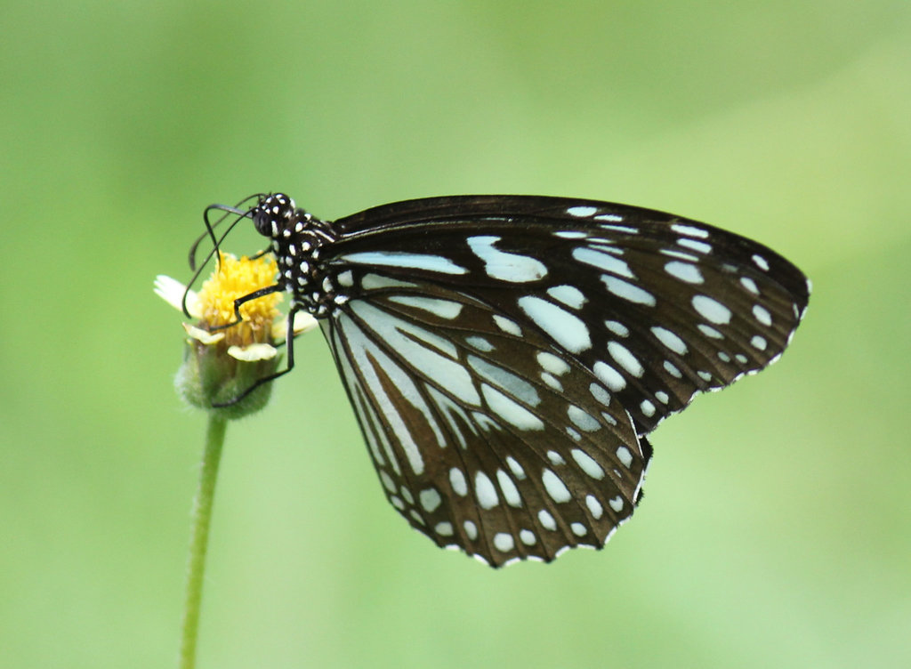 Glassy Tiger butterfly