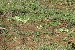Group of feeding Common Emigrant butterflies on mud