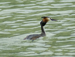 Haubentaucher (Podiceps cristatus)  ©UdoSm