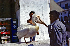 Petros (Pelikan) das Maskottchen von Mykonos... ©UdoSm