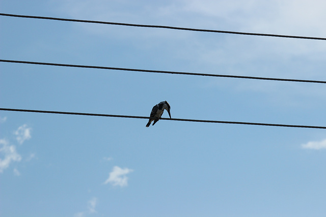 Pied Kingfisher