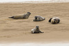 Seehunde Nordsee DSC07001