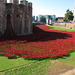 Tower & Poppies 1