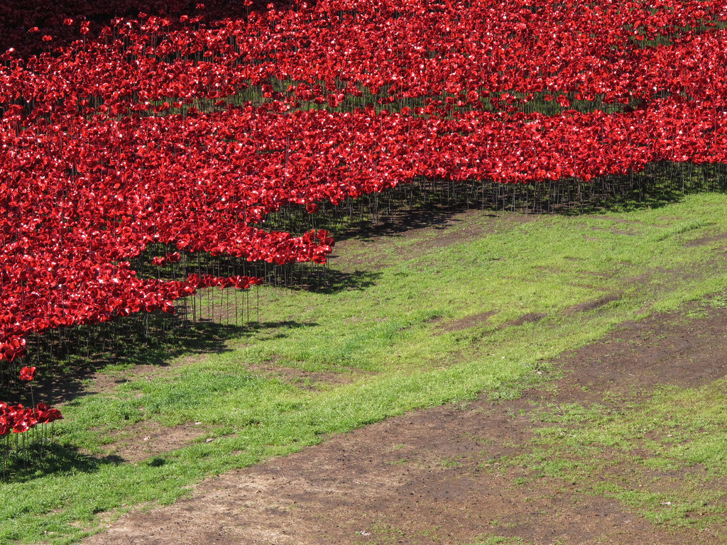 Poppies 2