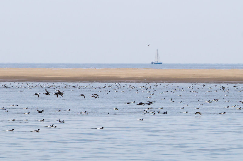 Seehundsbank Nordsee DSC06941