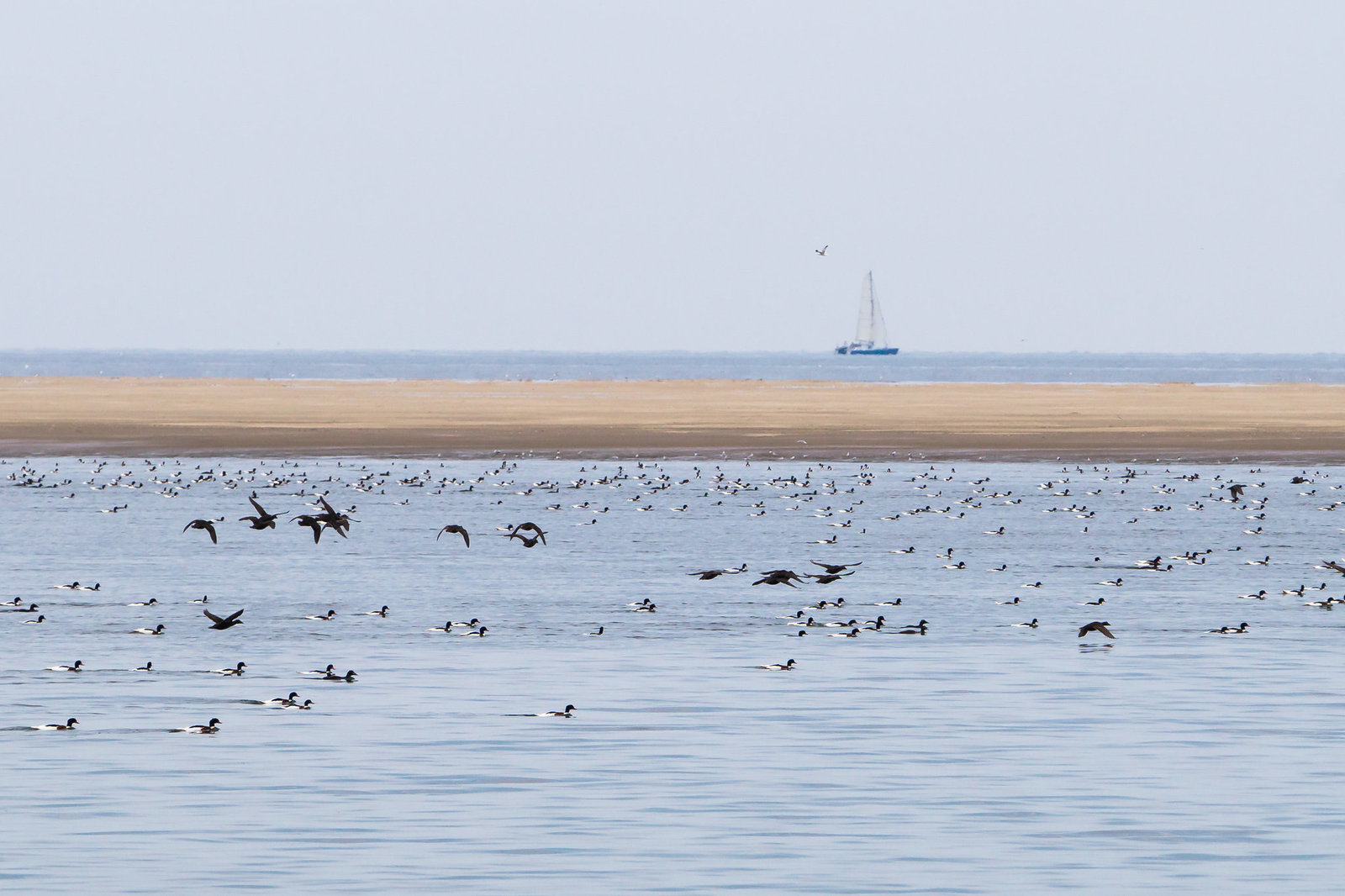 Seehundsbank Nordsee DSC06941