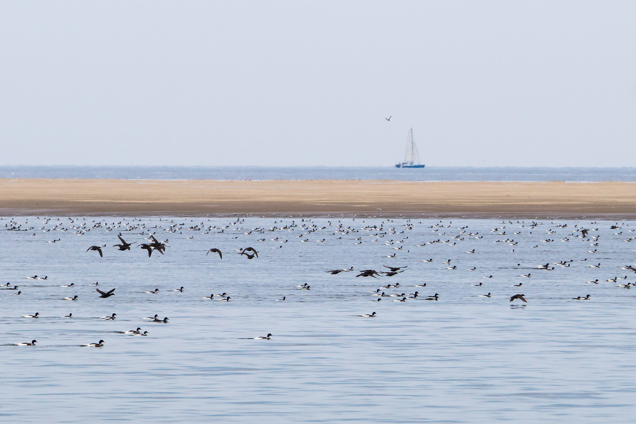 Seehundsbank Nordsee DSC06941