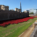 Tower of London & Poppies