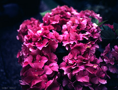 Hortensie (Hydrangea spec.)