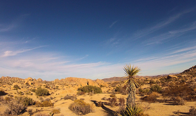 Near Jumbo Rocks (154539)