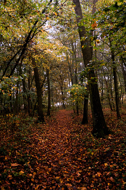 Autumn in the Park