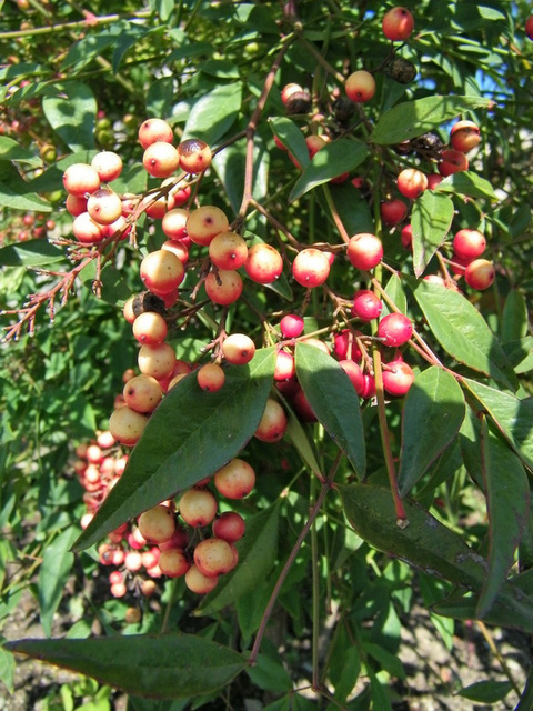 Petits fruits d'automne