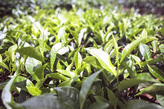 Tea shrubs