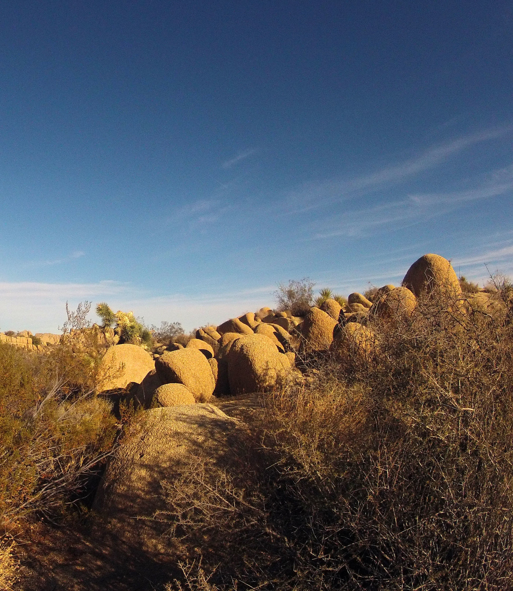 Jumbo Rocks Campground (155045)